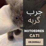 جرب در گربه