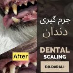 جرم گیری دندان حیوانات