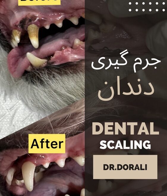 جرم گیری دندان در سگ و گربه