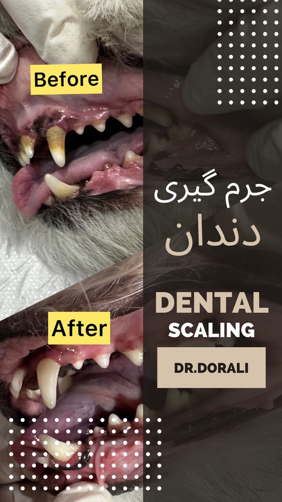 جرم گیری دندان در سگ و گربه