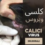 کلسی ویروس